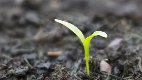 生物菌肥EM菌液自制技巧