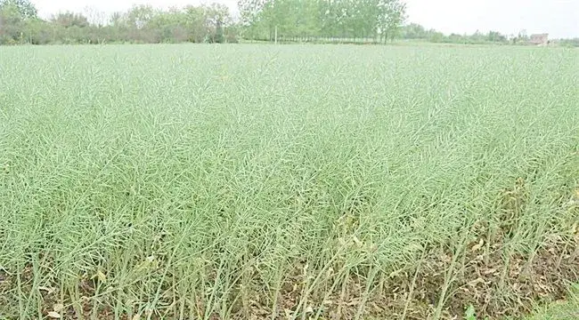 油菜种植如何鉴别缺肥症