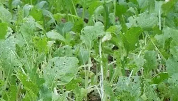 春季蔬菜红蜘蛛、白粉虱、菜蚜害虫的防治药剂