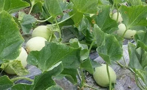 阳光温室西甜瓜种植技术要点