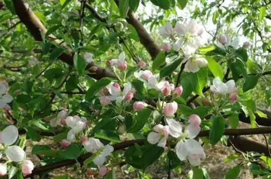 苹果树花期防晚霜冻害的管理技术