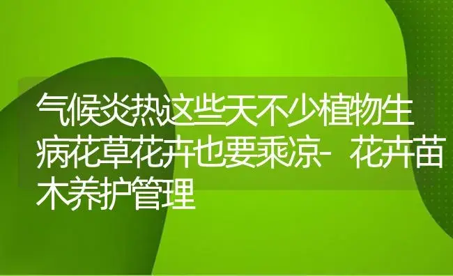 气候炎热这些天不少植物生病花草花卉也要乘凉-花卉苗木养护管理 | 植物病虫害