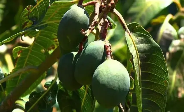 两招消除芒果异常落果