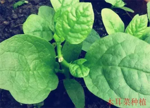 抗癌防癌蔬菜“木耳菜”什么时间种植最好？种植方法有哪些？