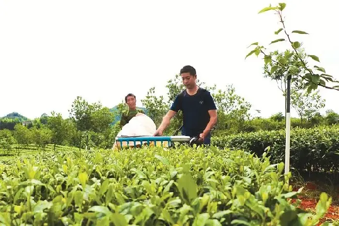 茶园机采助农增收 每亩节约成本300多元