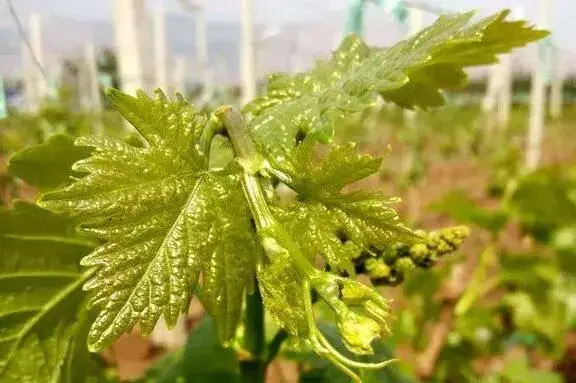 夏天多雨引起果树黄叶、烂根、病菌侵袭，果农该怎样应对？