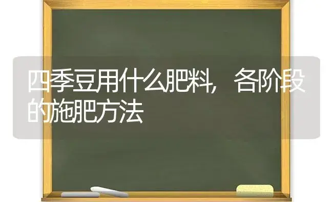 四季豆用什么肥料,各阶段的施肥方法 | 植物肥料