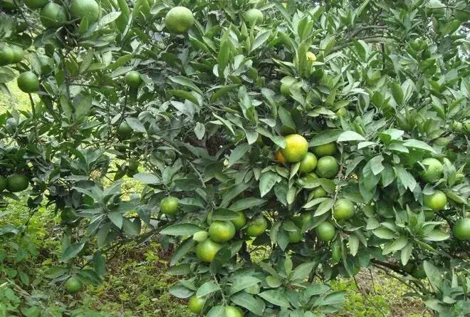 暴雨后，柑橘果园管理有哪些技术要点？