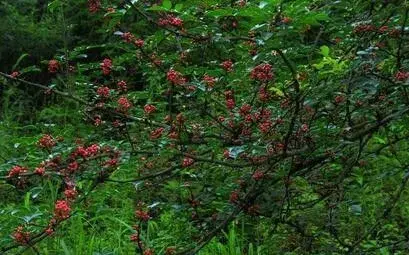 中国花椒产地南至五岭北坡　海南和广东没有花椒产地