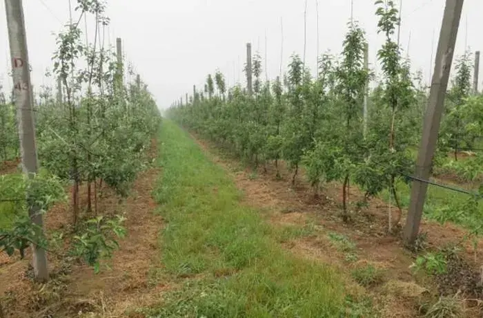 苹果树幼树什么时候栽种好，定值后怎么管理？