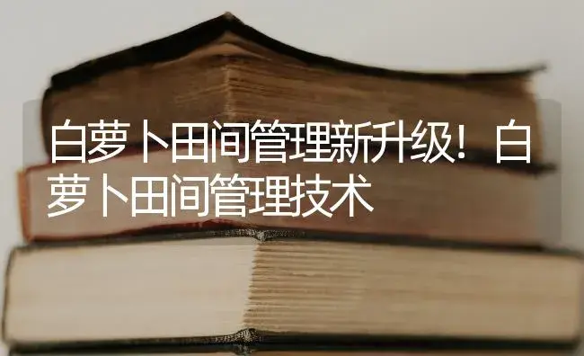 白萝卜田间管理新升级！白萝卜田间管理技术 | 蔬菜种植