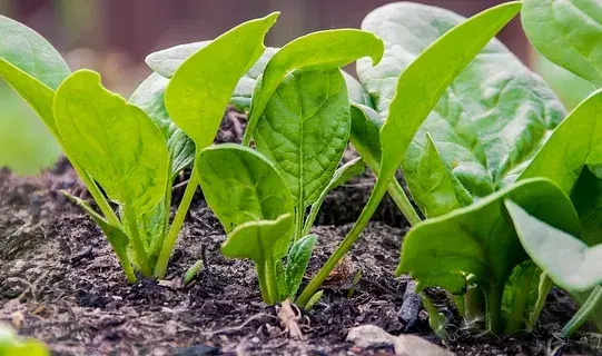 耐寒蔬菜菠菜种植时间和方法是什么？有哪些需要注意？