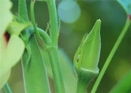 秋葵（又名咖啡黄葵）怎么在阳台上种植？不能和什么一起吃？吃之前要焯水吗？好处有哪些？