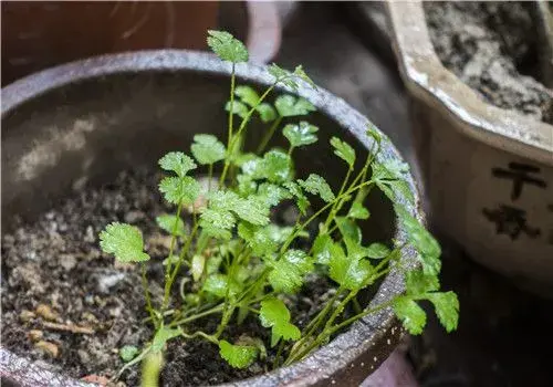 香菜根种植方法