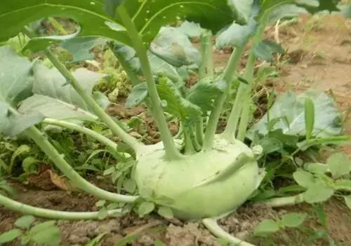 种植芥菜的注意事项