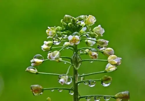 荠菜什么时候种好？详解阳台种植技术！