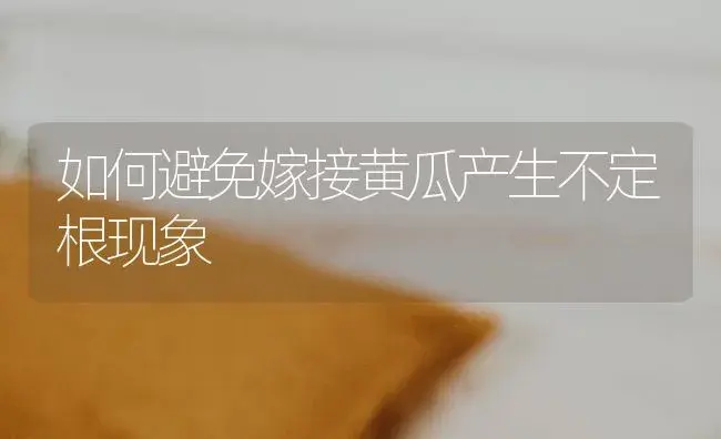 如何避免嫁接黄瓜产生不定根现象 | 蔬菜种植