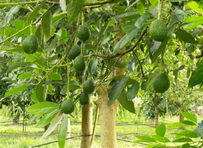 牛油果的施肥技术