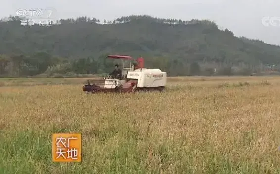 机收再生稻生产技术