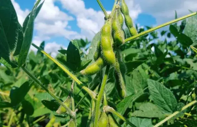 大豆食心虫的形成规律和防治和治疗技术