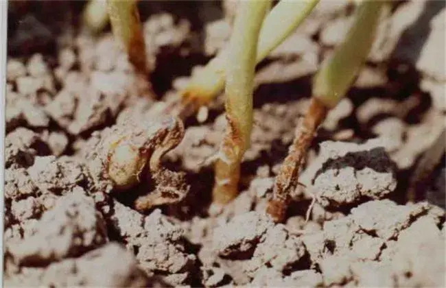 黄花菜常见病虫害和防治和治疗技术