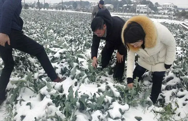 冬季栽培蔬菜怎样采取防寒防冻办法