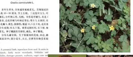 其他科杂草