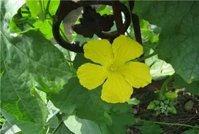 夏季种植辣椒、丝瓜、花生为什么容易死苗烂棵？怎么预防？