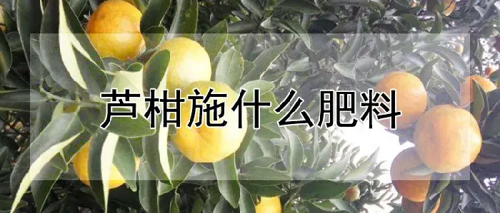 芦柑施什么肥料