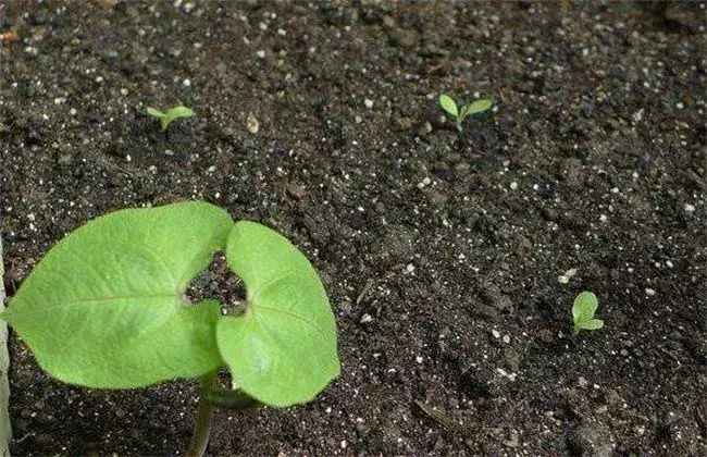 茄子种子迅速催芽措施