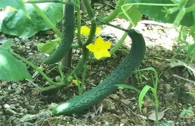 黄瓜种植技术要点