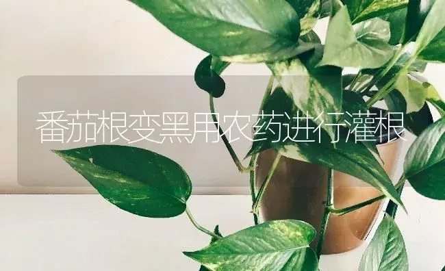 番茄根变黑用农药进行灌根 | 蔬菜种植