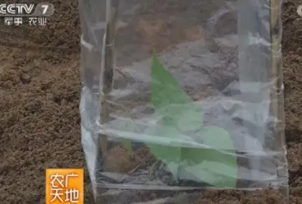 罗汉果什么时候栽培？栽培对策有那些？