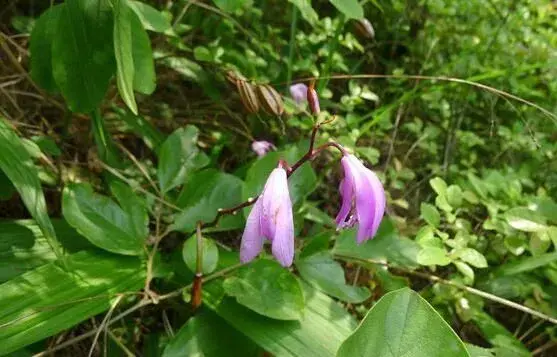 中药材白芨需肥特点和施肥技术