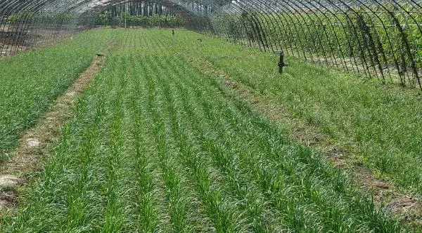 韭菜用什么肥料长得旺 第一年种的韭菜能割吗