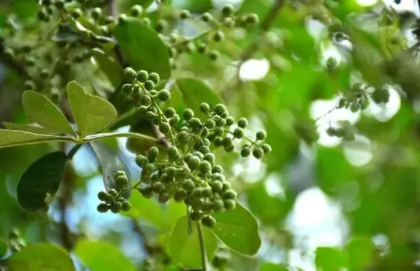 花椒树常见病虫害的防治和治疗办法