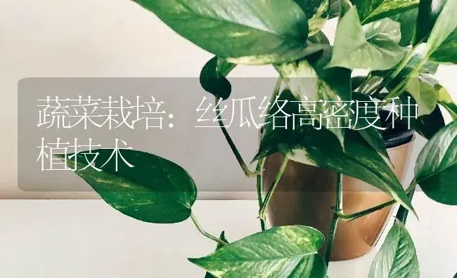 蔬菜栽培:丝瓜络高密度种植技术 | 蔬菜种植