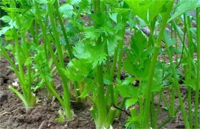 芹菜空心的 因素及预防措施