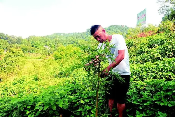 雷竹栽培稻草增温一举多得效益好