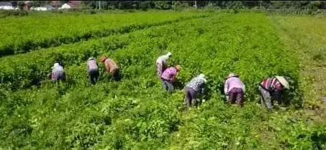 桑树大变身 桑叶饲料用途多