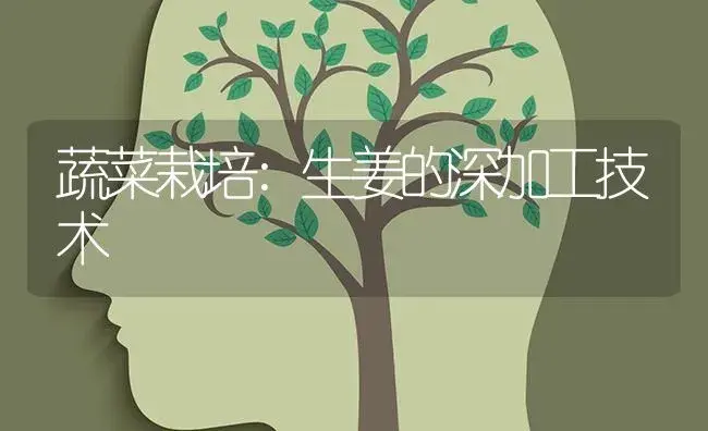 蔬菜栽培:生姜的深加工技术 | 蔬菜种植