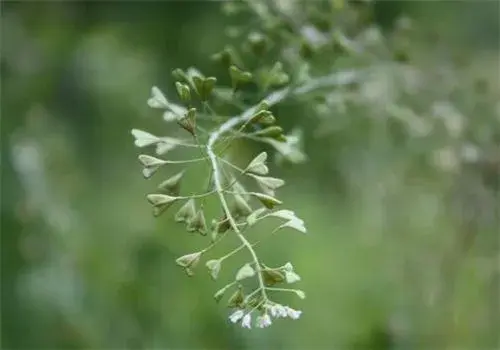 “天然抗生素”荠菜的三大功效和四大作用你都知道了吗?和蒲公英有什么区别?