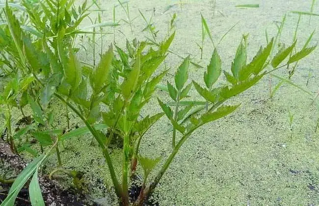 常见野菜的功效