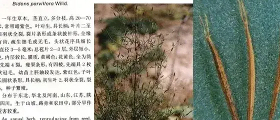 菊科杂草