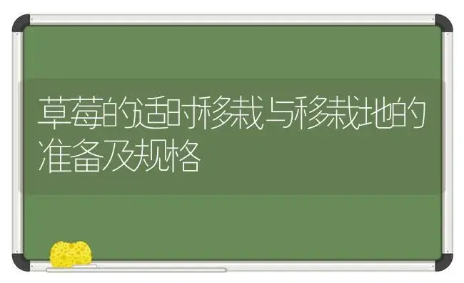 施肥技术包括哪些内容 | 植物肥料