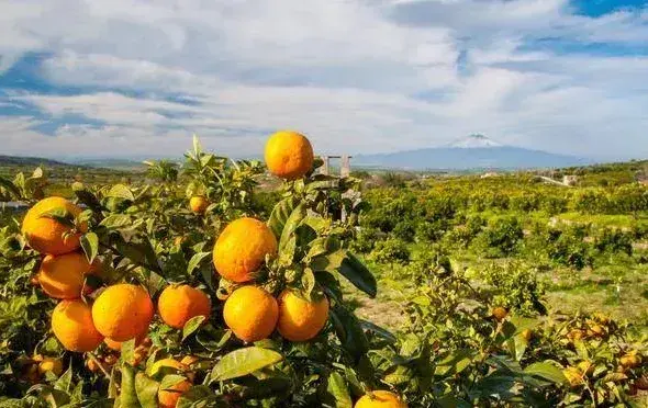 冬季柑橘病虫害防治要点