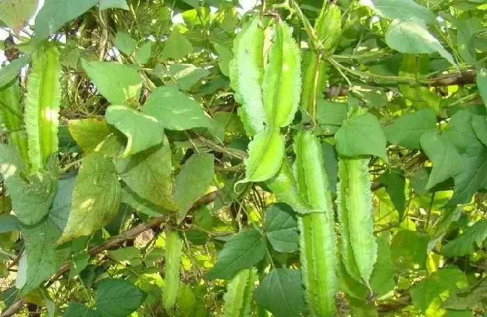 四棱豆种植技术