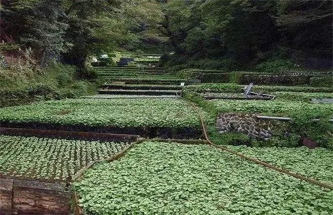 山葵栽培堤防事项