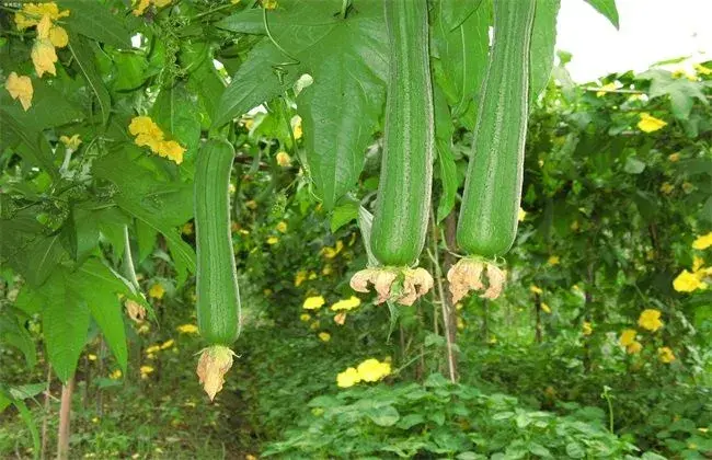 丝瓜的田间管理要点