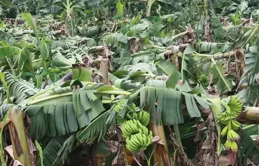 香蕉枯萎病的症状及防治方法